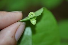 Phylloxera caryaeavellana