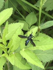 Penthosia satanica