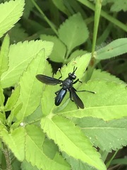 Penthosia satanica