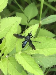 Penthosia satanica