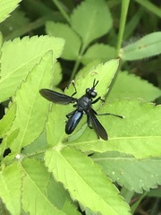 Penthosia satanica