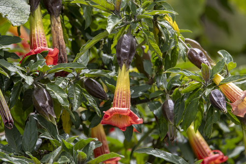 Brugmansia sanguinea