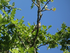 Phoenicurus ochruros