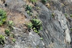 Agave cupreata