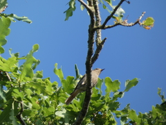 Phoenicurus ochruros
