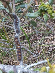 Metardaris cosinga