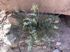 Lomatium parryi