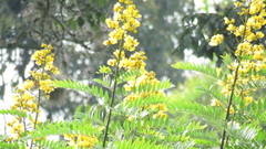 Senna spectabilis