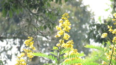 Senna spectabilis
