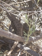 Sceloporus bimaculosus