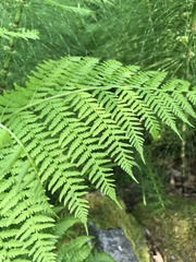 Athyrium filix-femina