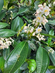 Miconia notabilis