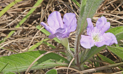 Ruellia ciliosa