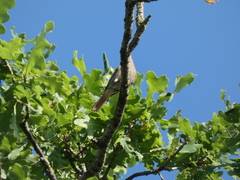 Phoenicurus ochruros