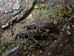 Cuneopterus conicus