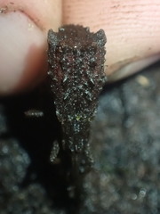 Cuneopterus conicus