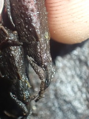 Cuneopterus conicus