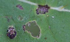Gratiana boliviana
