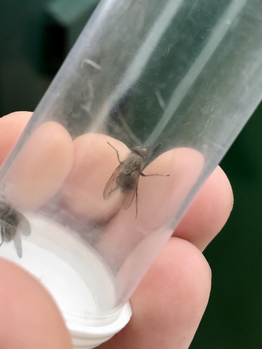 Dark-based Clusterfly