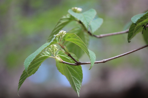 Image of Viburnum setigerum by (c) Ashwin Srinivasan, some rights reserved (CC BY)