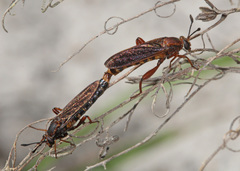 Phyllomydas parvulus