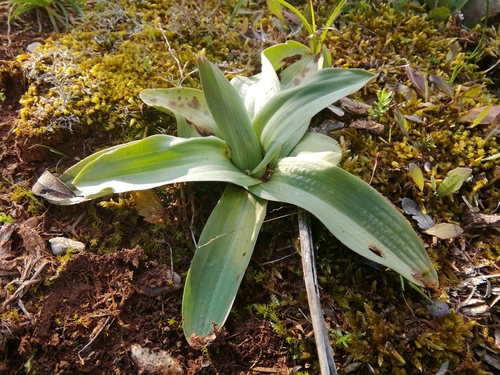 jadranska kozonoška (Himantoglossum adriaticum)