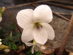 Viola chaerophylloides sieboldiana