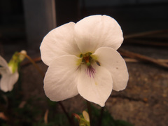 Viola chaerophylloides sieboldiana