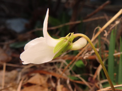 Viola chaerophylloides sieboldiana