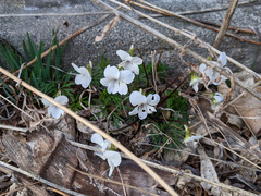 Viola chaerophylloides sieboldiana