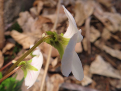 Viola chaerophylloides sieboldiana