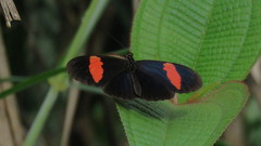 Heliconius erato hydara