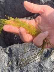 Ahnfeltiopsis concinna