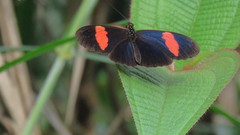 Heliconius erato hydara