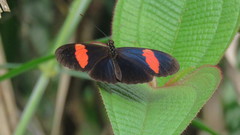 Heliconius erato hydara