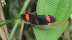 Heliconius erato hydara