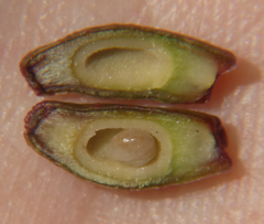 Amphibolips ellipsoidalis