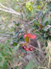 Sebastiania commersoniana