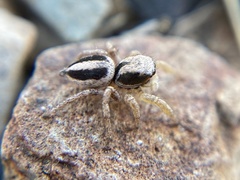 Habronattus virgulatus