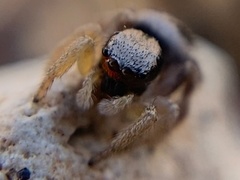 Habronattus virgulatus