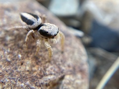 Habronattus virgulatus