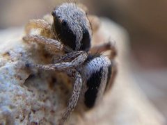 Habronattus virgulatus