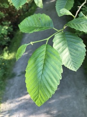 Alnus rubra