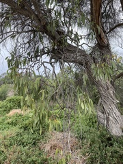 Lorantheae