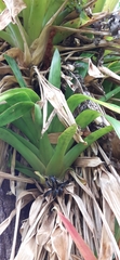 Guzmania sanguinea