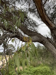 Lorantheae