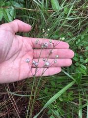 Asclepias cinerea