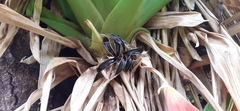 Guzmania sanguinea