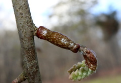 Amphibolips ellipsoidalis