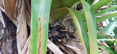 Guzmania sanguinea